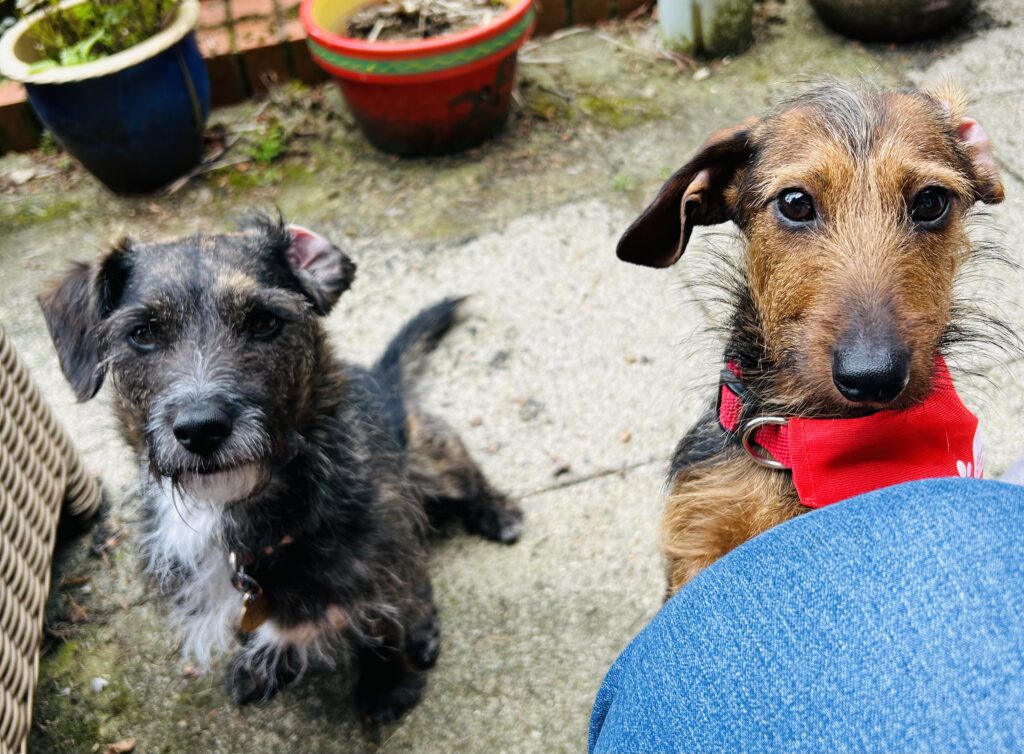 Photo of two small dogs