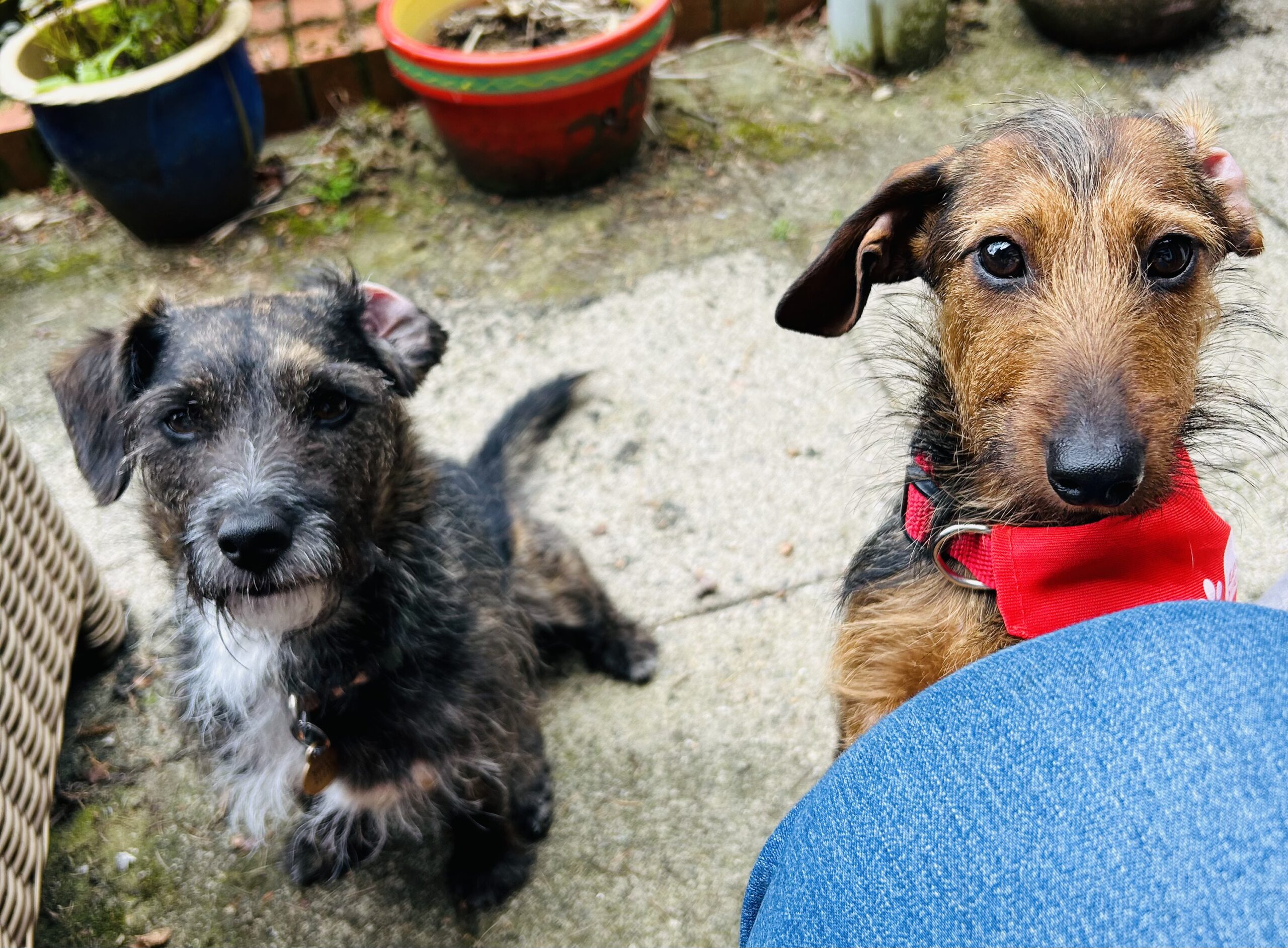Photo of two small dogs