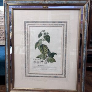 The Abroma (foliis serratis) by CHRISTOPH JAKOB TREW