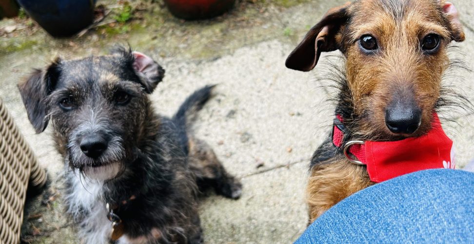 Photo of two small dogs
